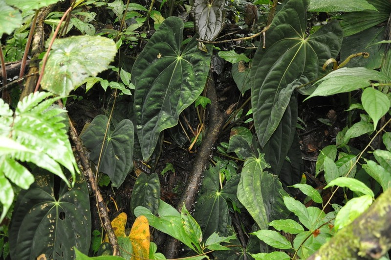 Anthurium papillilaminum photo 3