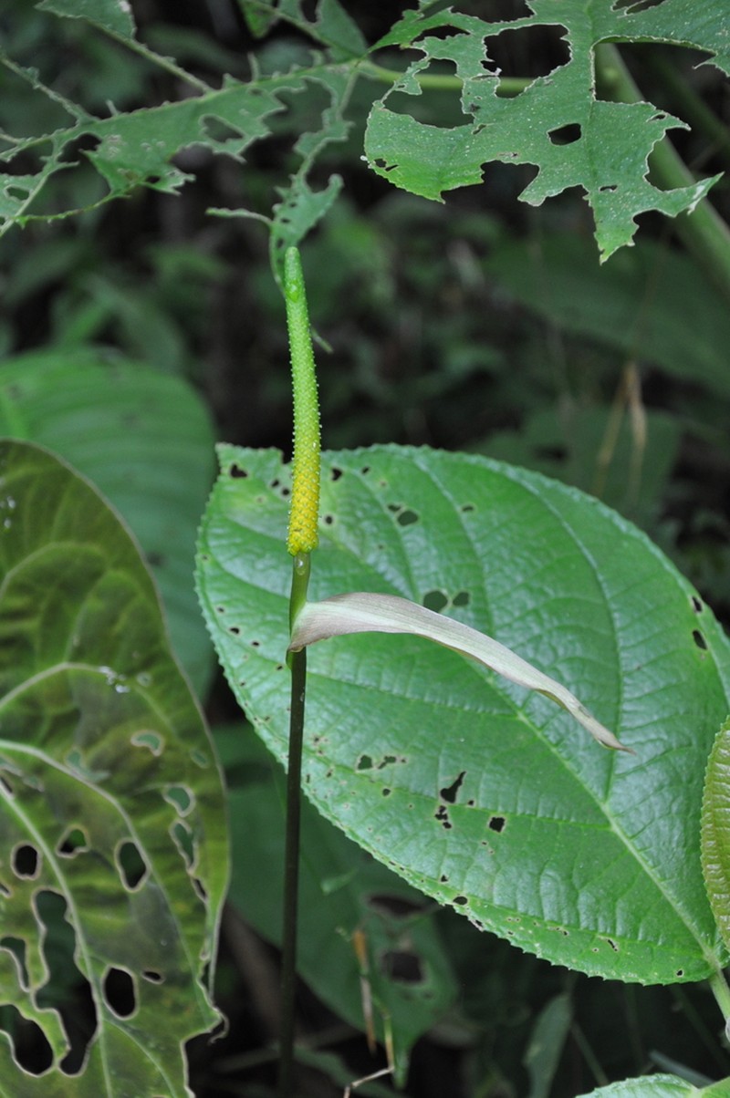 Anthurium papillilaminum photo 4