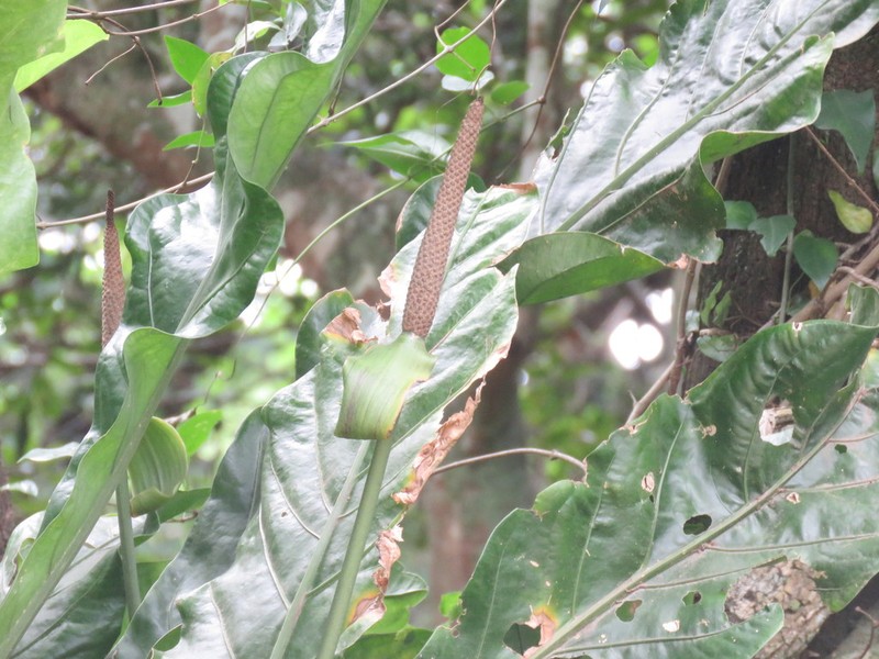 Anthurium paraguayense
