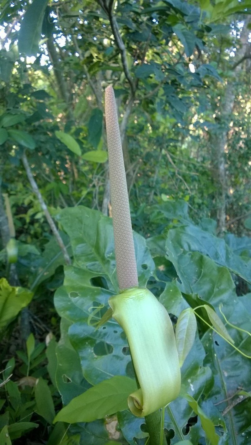Anthurium paraguayense photo 2