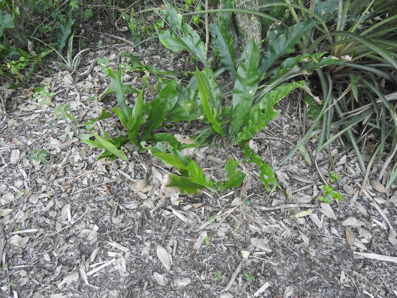 Anthurium paraguayense photo 4