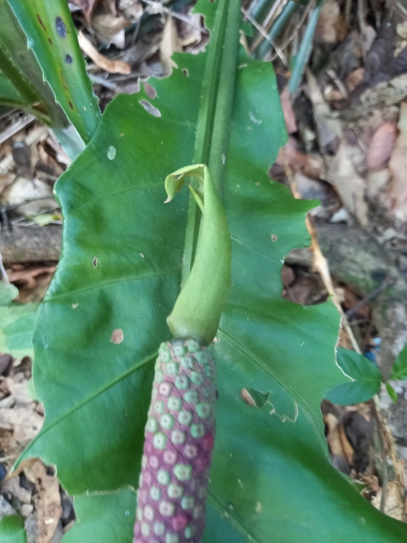 Anthurium paraguayense photo 6