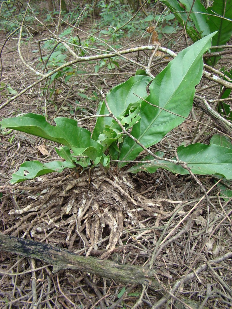 Anthurium paraguayense photo 7