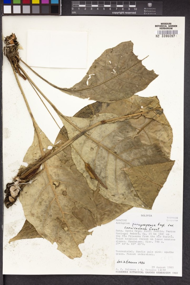 Anthurium paraguayense var. coroicoanum