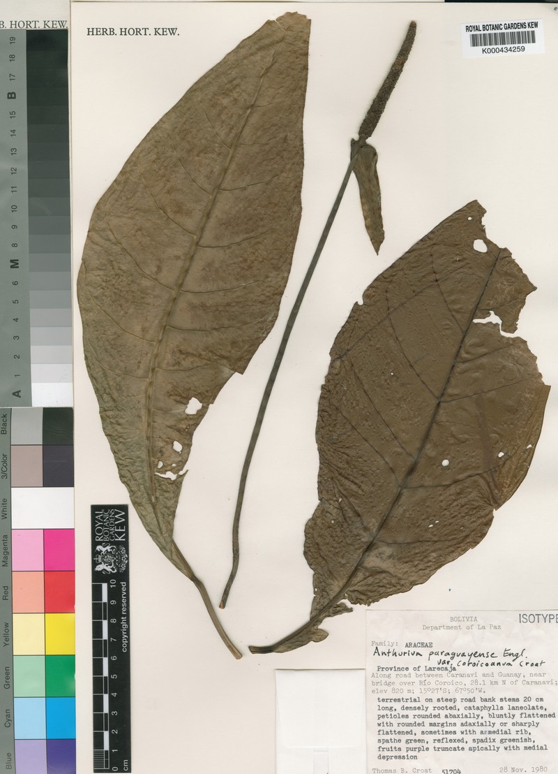 Anthurium paraguayense var. coroicoanum photo 2