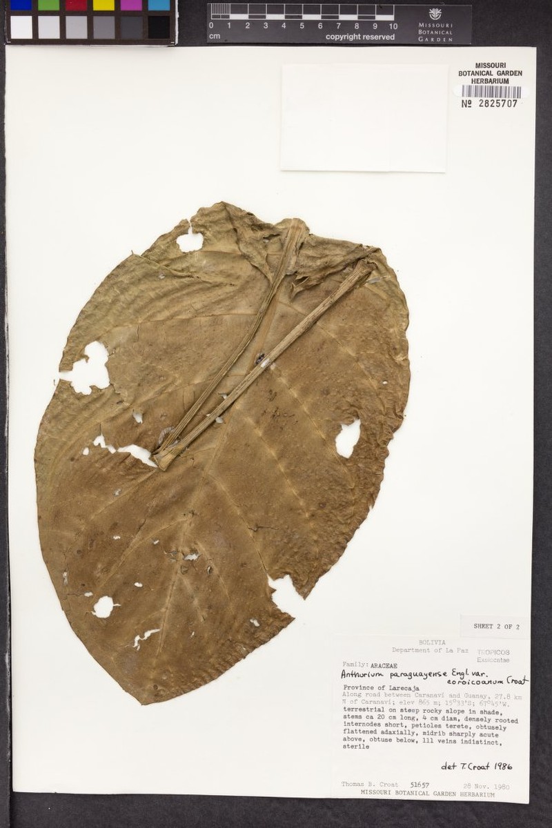 Anthurium paraguayense var. coroicoanum photo 3