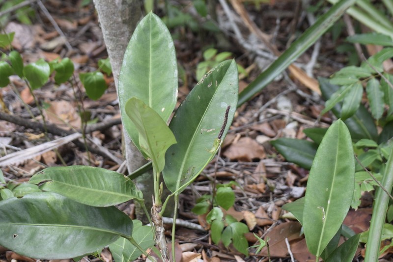 Anthurium parasiticum