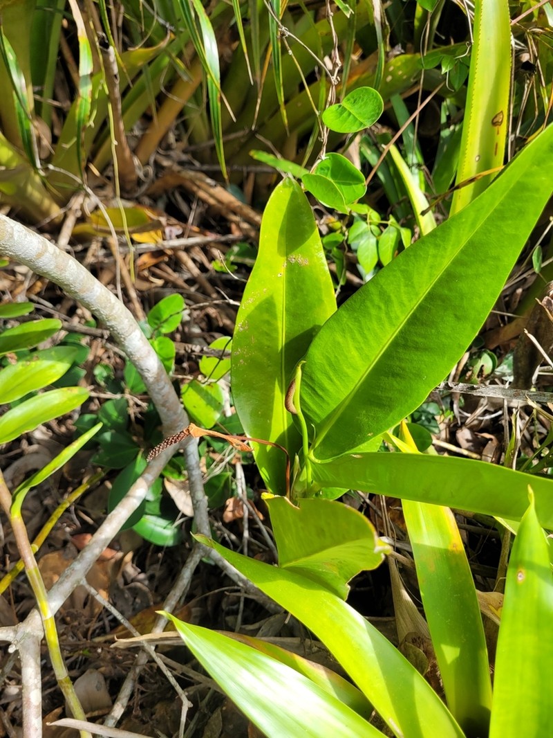 Anthurium parasiticum photo 2