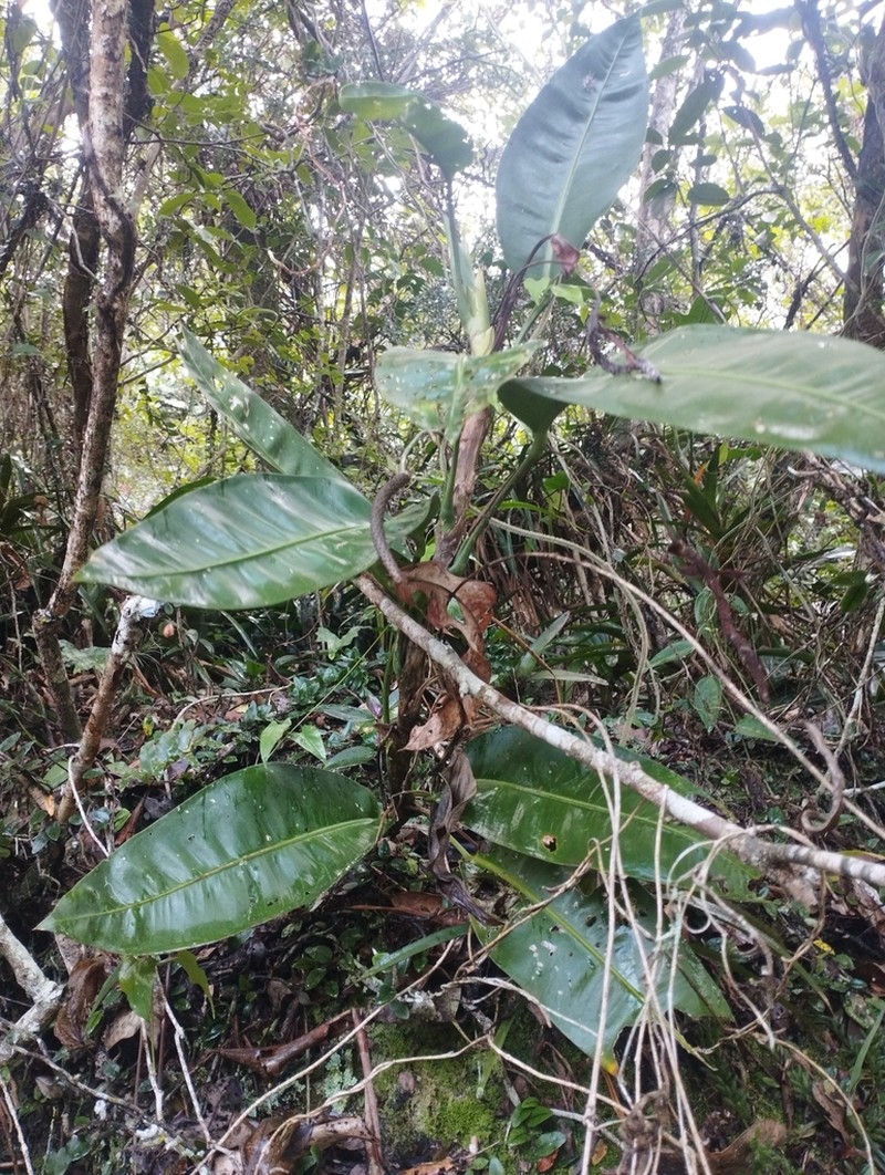 Anthurium parasiticum photo 4