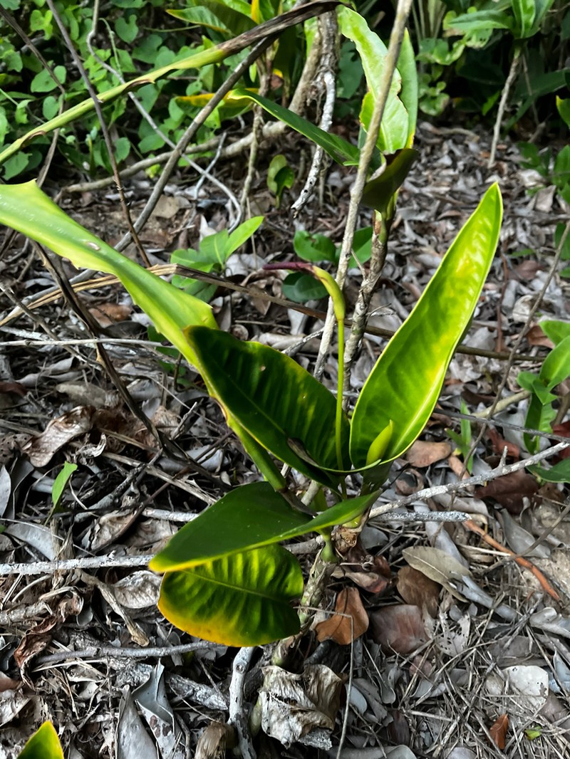 Anthurium parasiticum photo 5