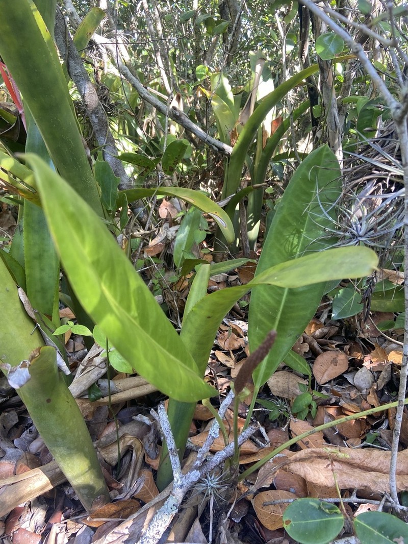 Anthurium parasiticum photo 6