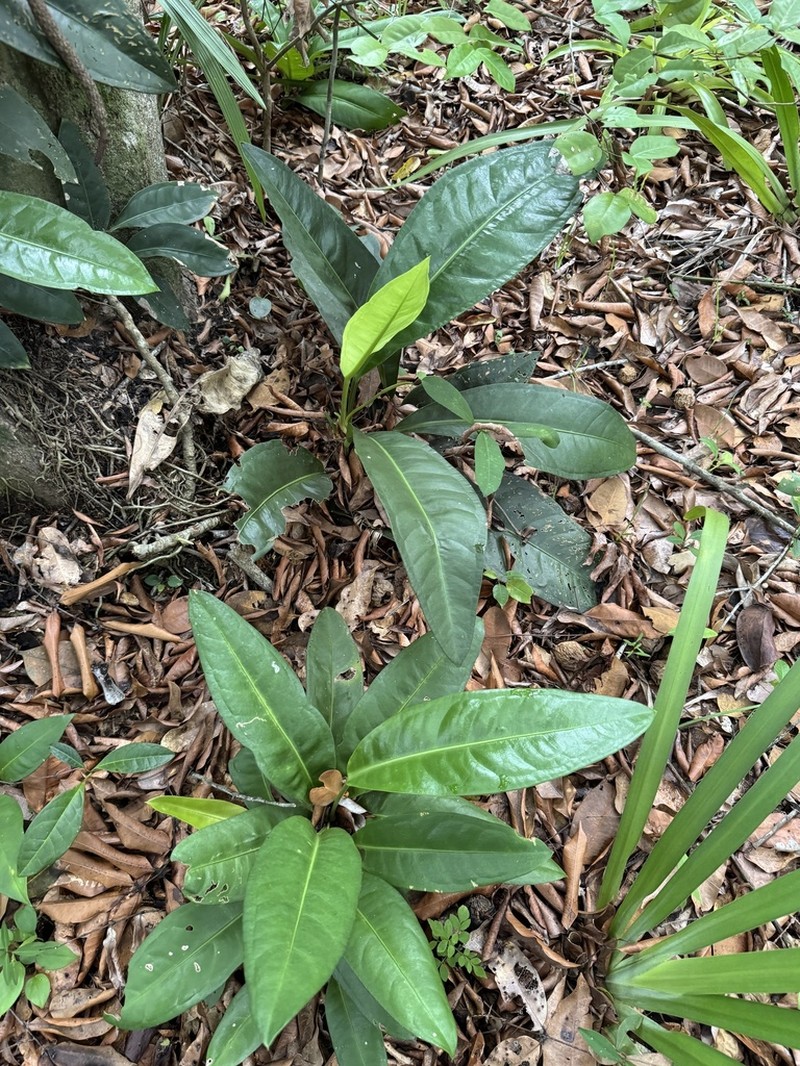 Anthurium parasiticum photo 7