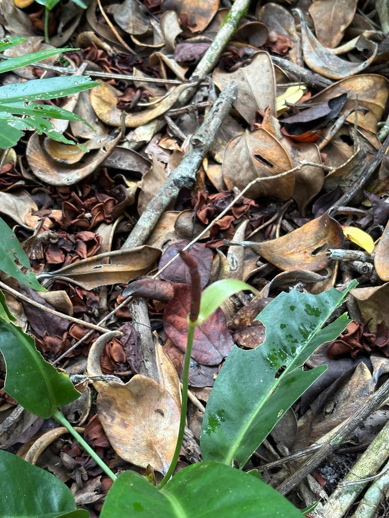 Anthurium parasiticum photo 8