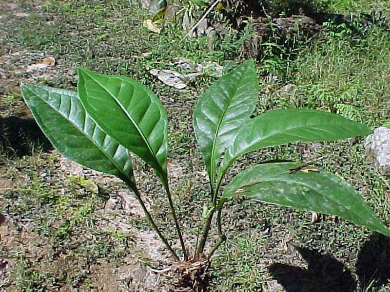 Anthurium pariense