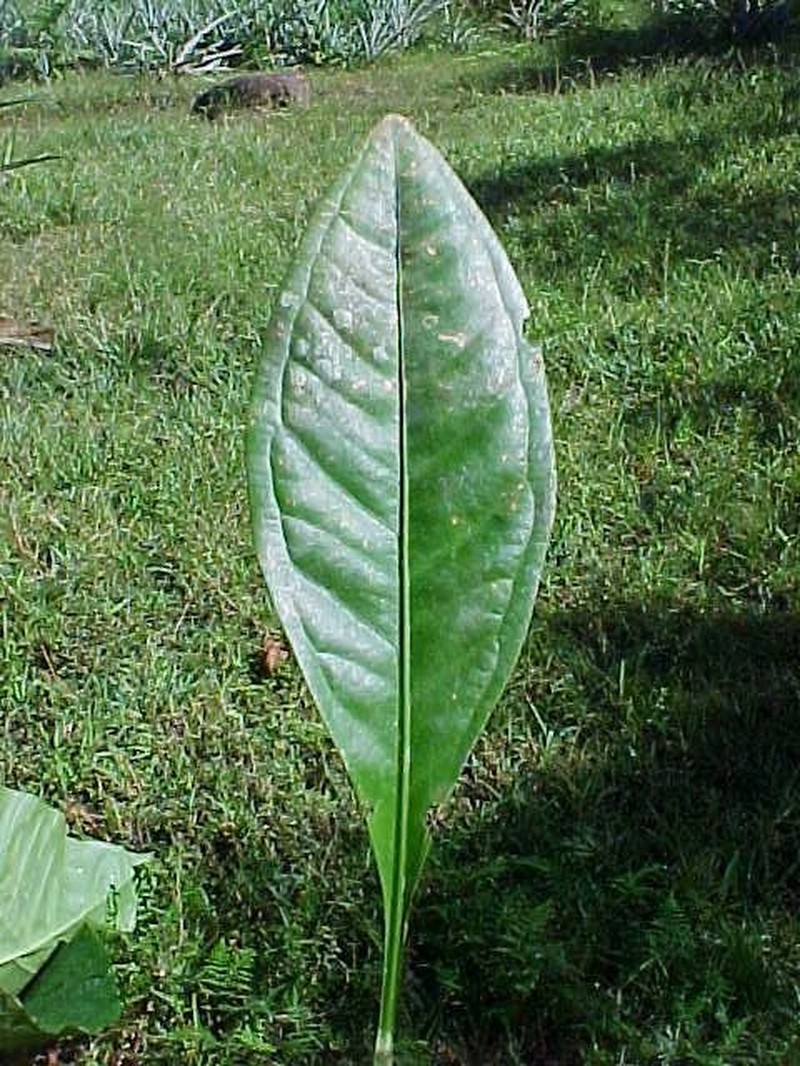 Anthurium pariense photo 2
