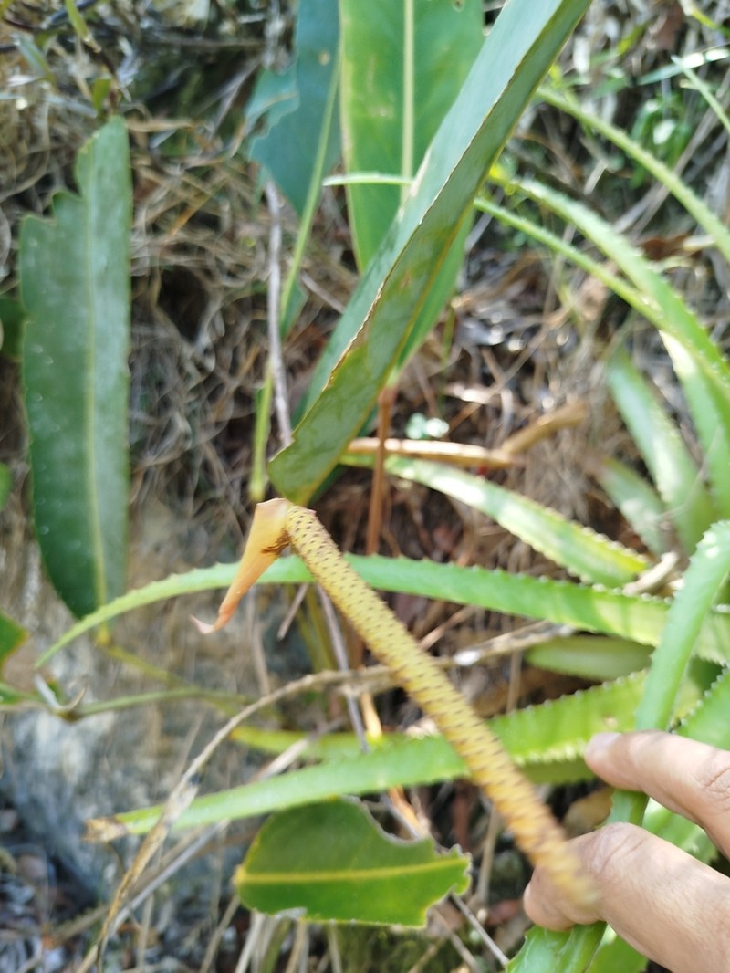 Anthurium parvispathum