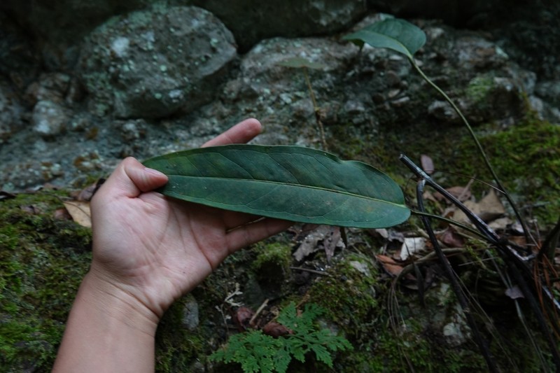 Anthurium parvispathum photo 3