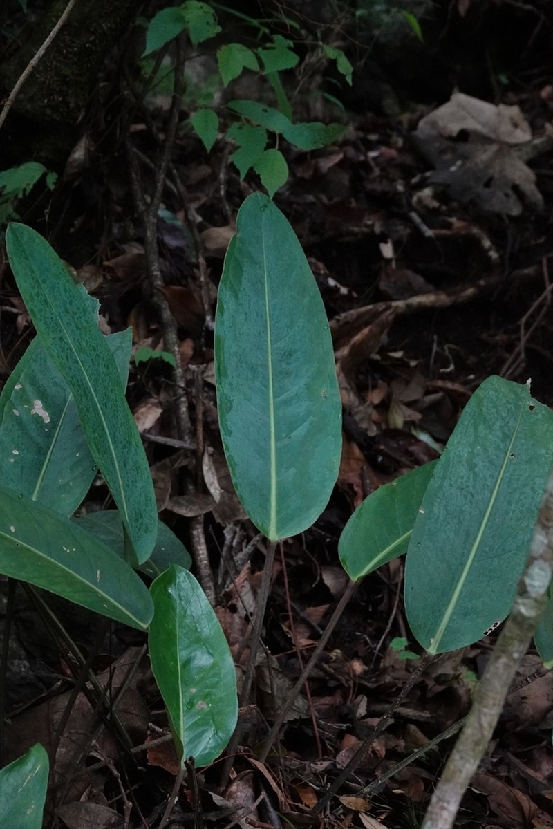 Anthurium parvispathum photo 4