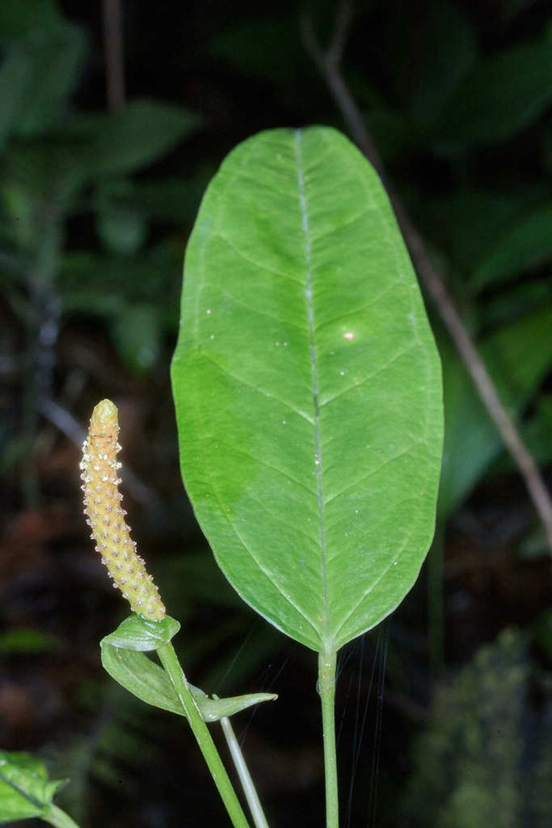 Anthurium parvispathum photo 5