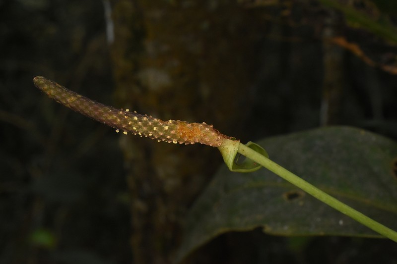 Anthurium parvispathum photo 6