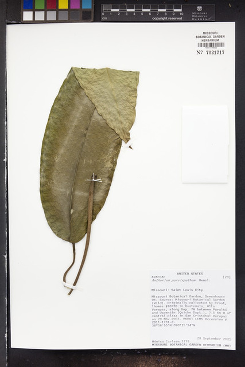 Anthurium parvispathum photo 7