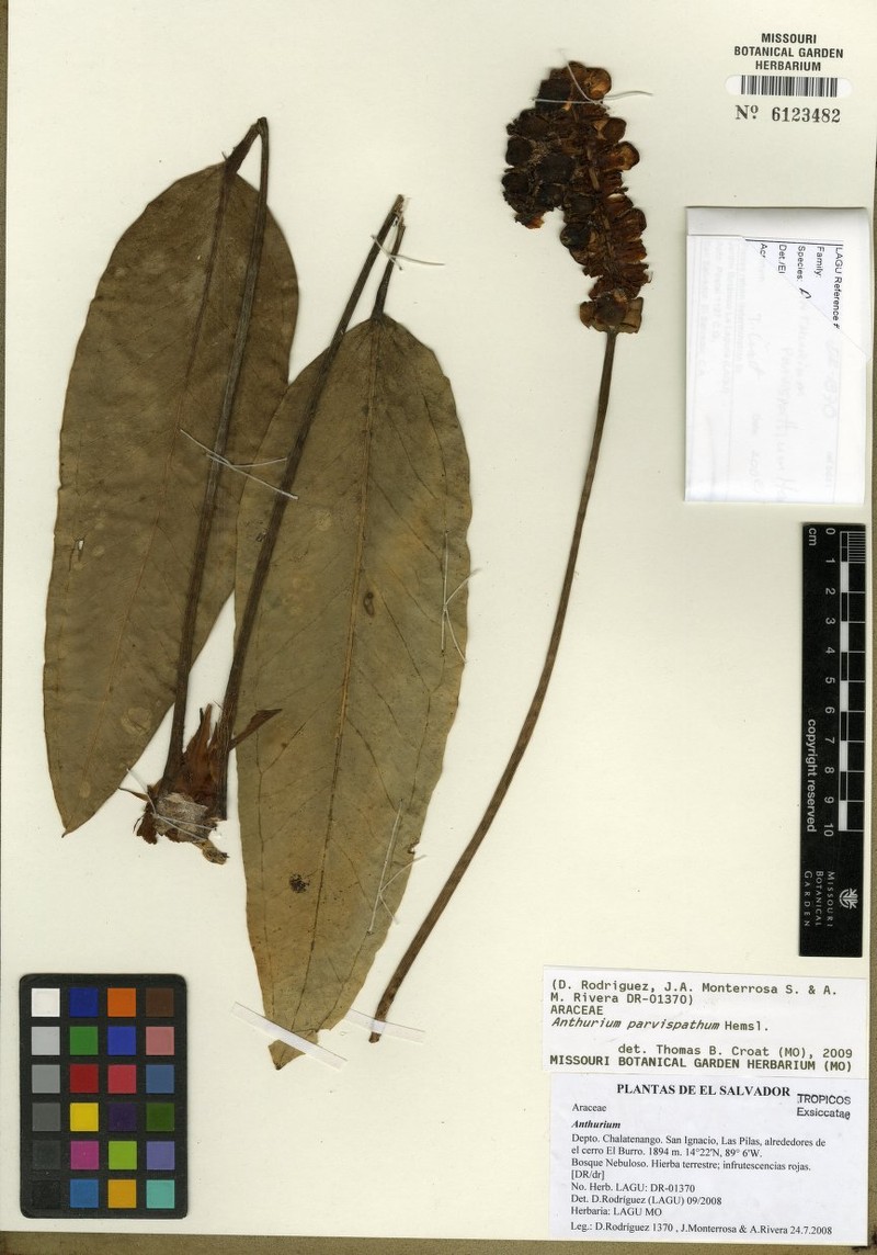Anthurium parvispathum photo 8