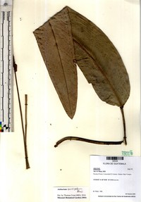 Anthurium parvispathum