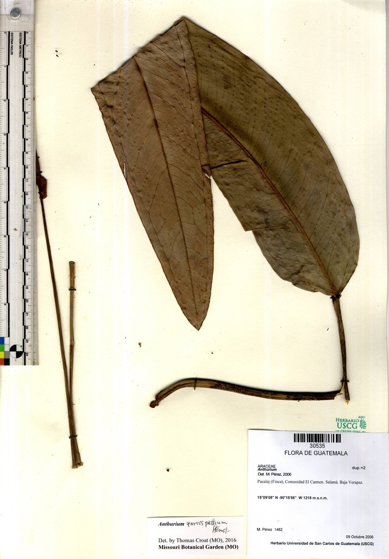Anthurium parvispathum