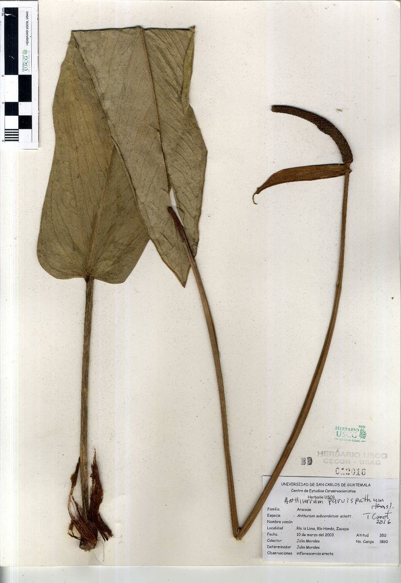 Anthurium parvispathum photo 2
