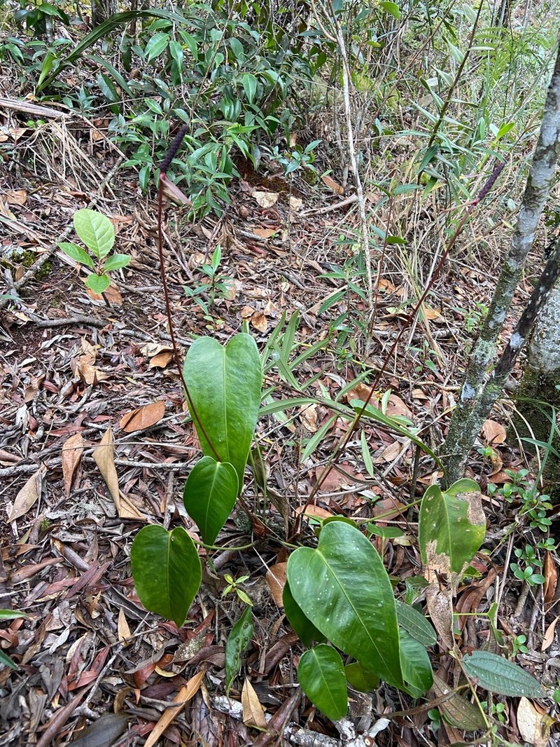 Anthurium parvum