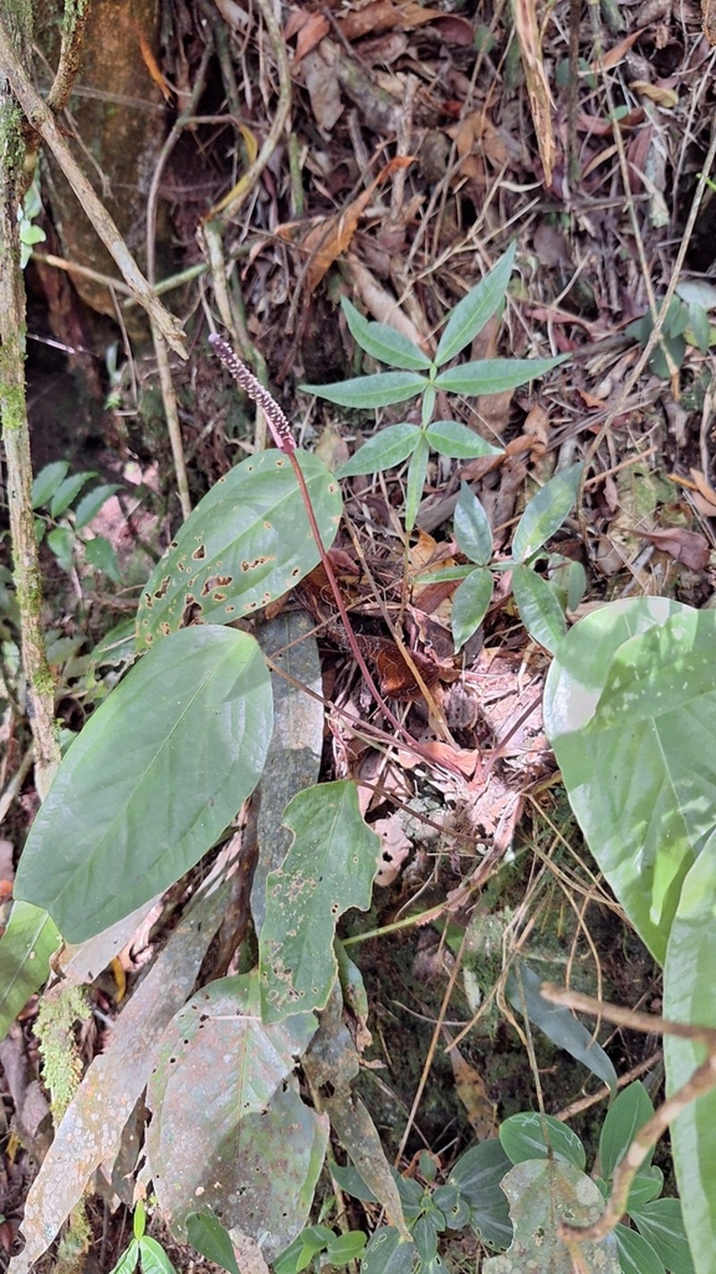 Anthurium parvum photo 2