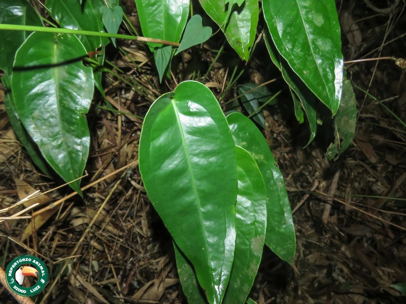 Anthurium parvum photo 3