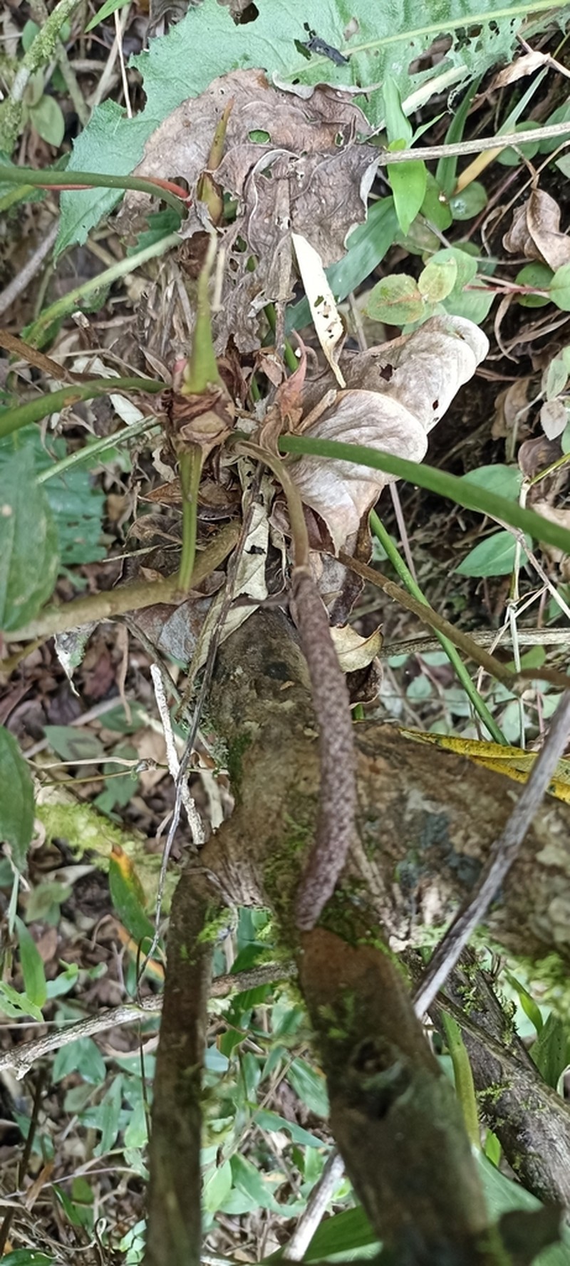 Anthurium parvum photo 4