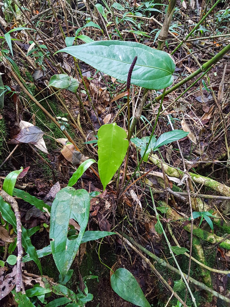 Anthurium parvum photo 5