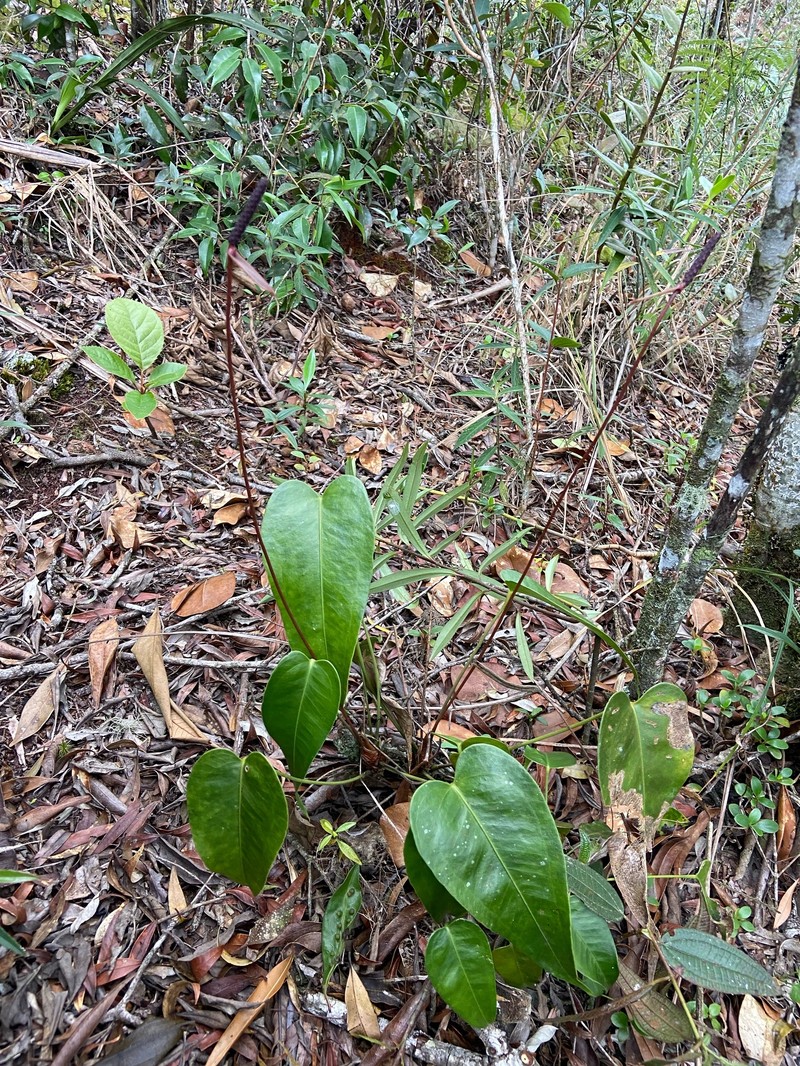 Anthurium parvum photo 6