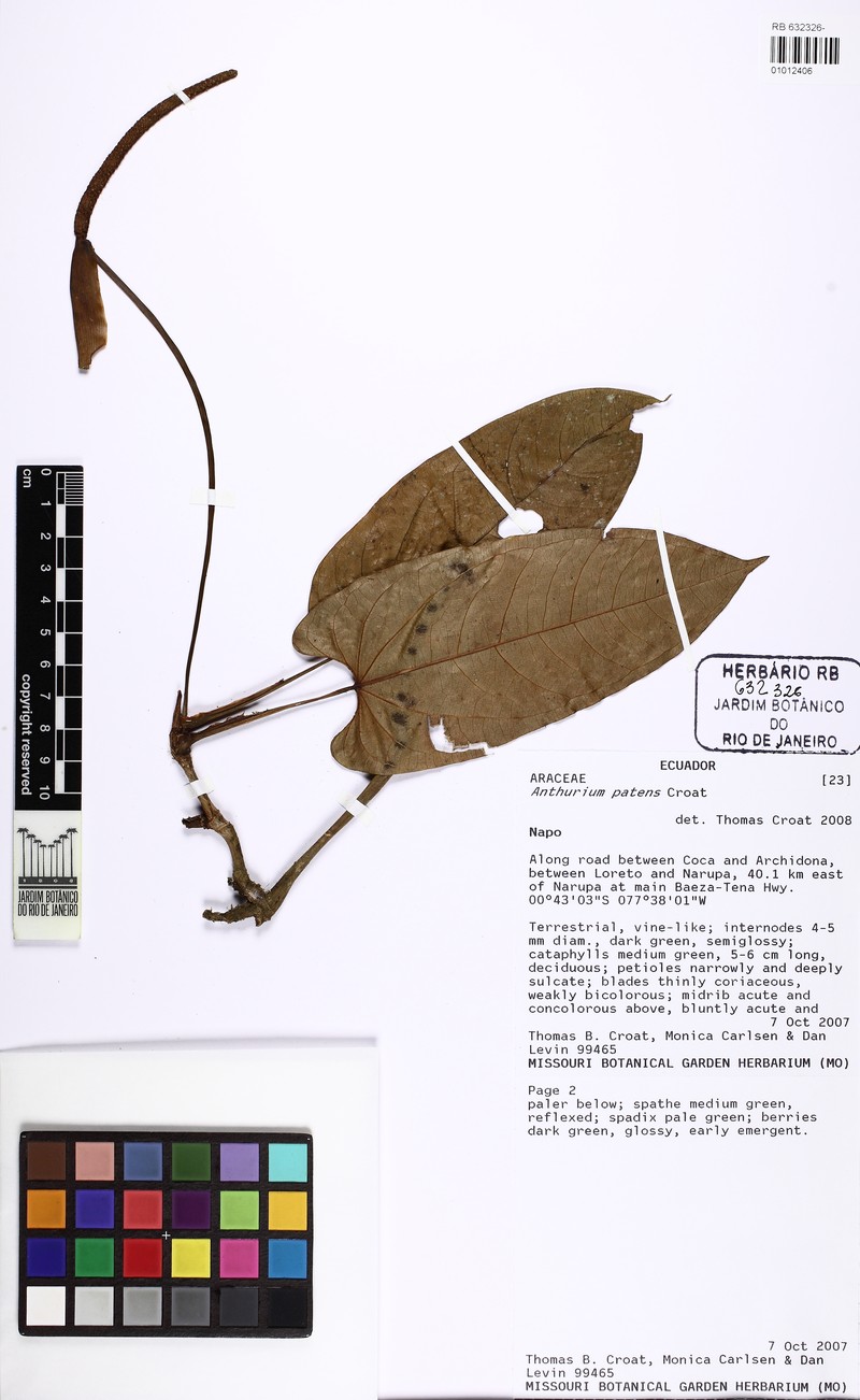 Anthurium patens photo 2