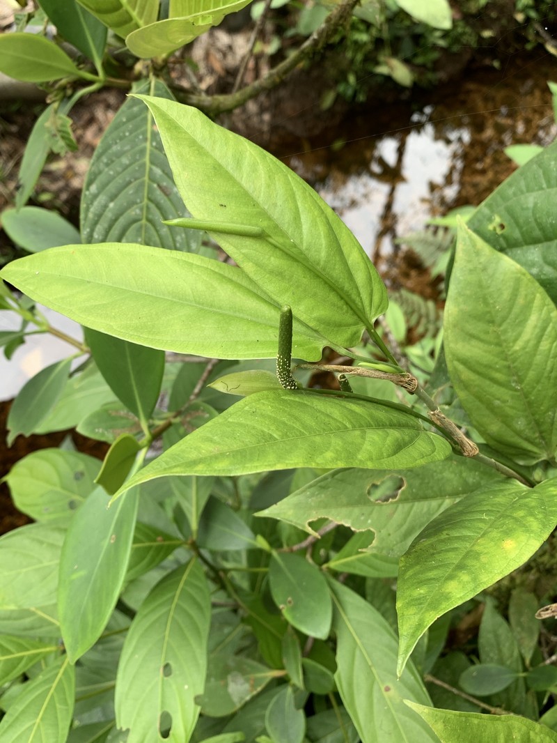 Anthurium patens photo 3