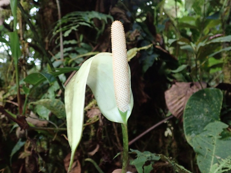 Anthurium patriciaroseroae