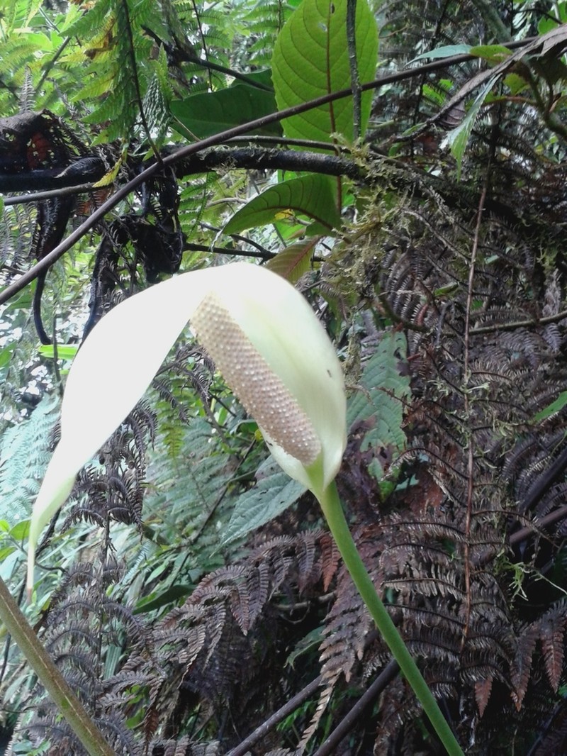 Anthurium patriciaroseroae photo 2