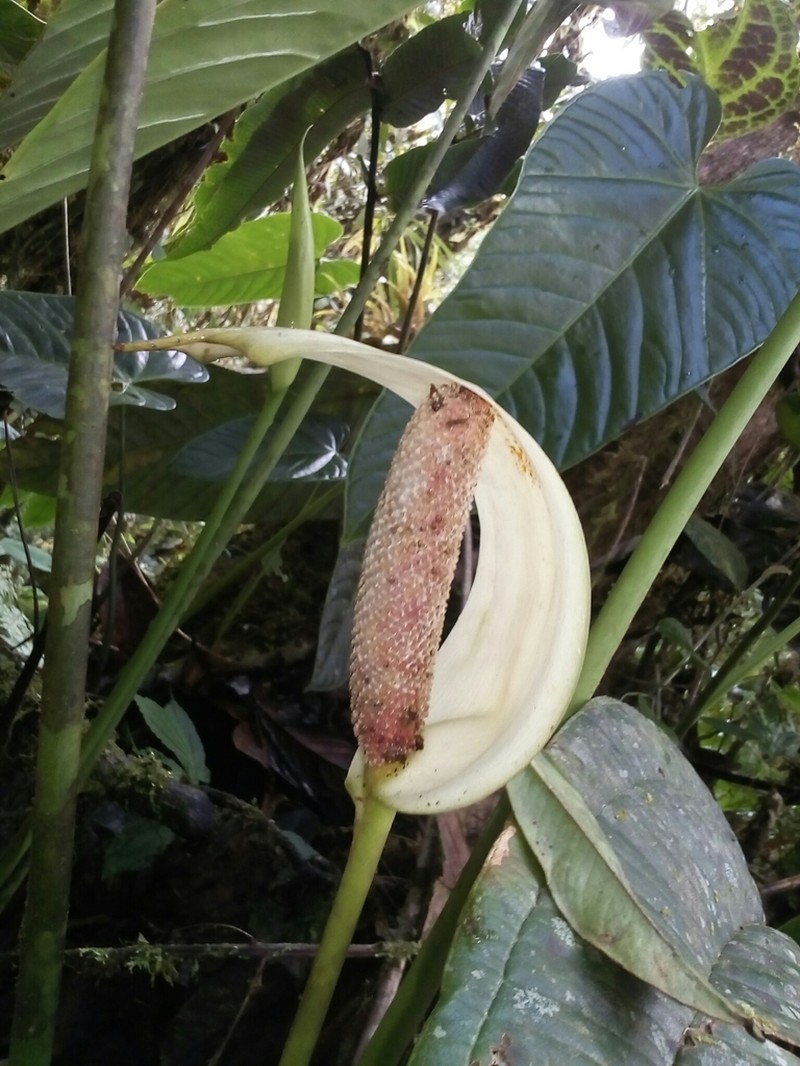 Anthurium patriciaroseroae photo 3