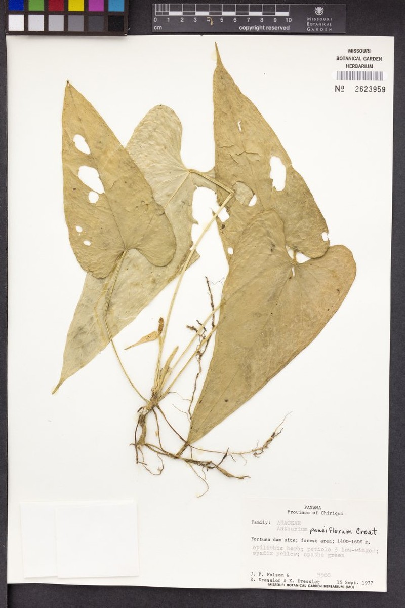 Anthurium pauciflorum photo 2