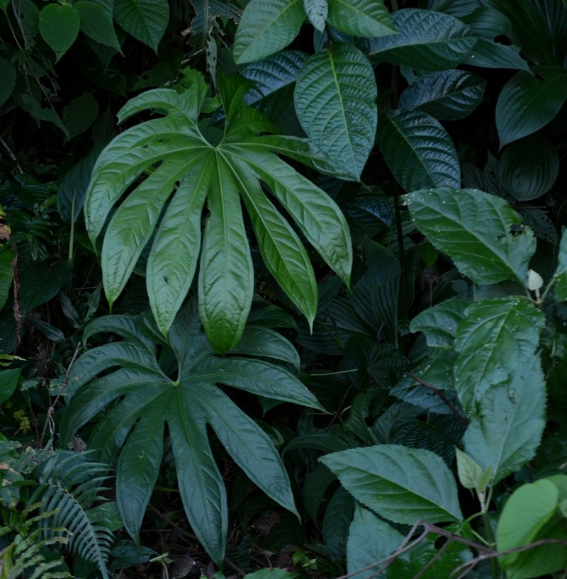 Anthurium pedatoradiatum
