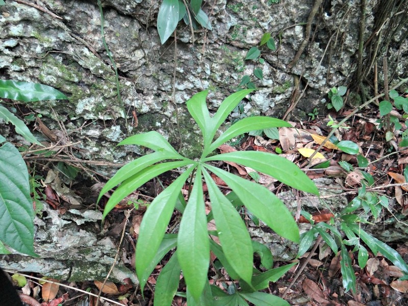 Anthurium pedatoradiatum photo 2