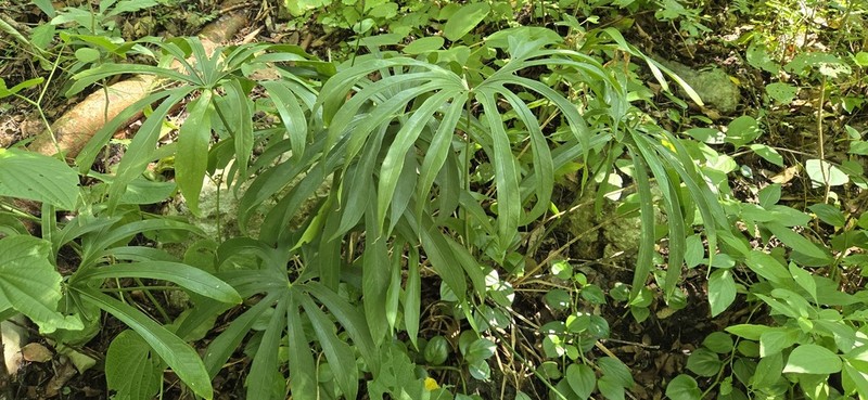 Anthurium pedatoradiatum photo 3