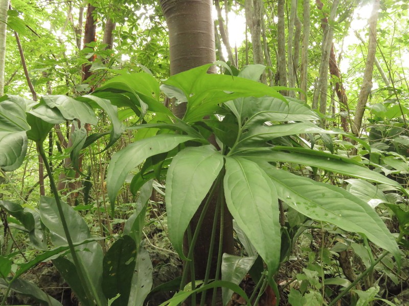 Anthurium pedatoradiatum photo 4