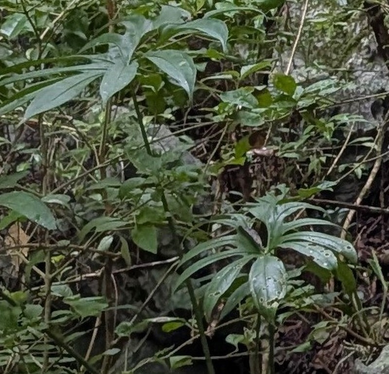 Anthurium pedatoradiatum photo 5