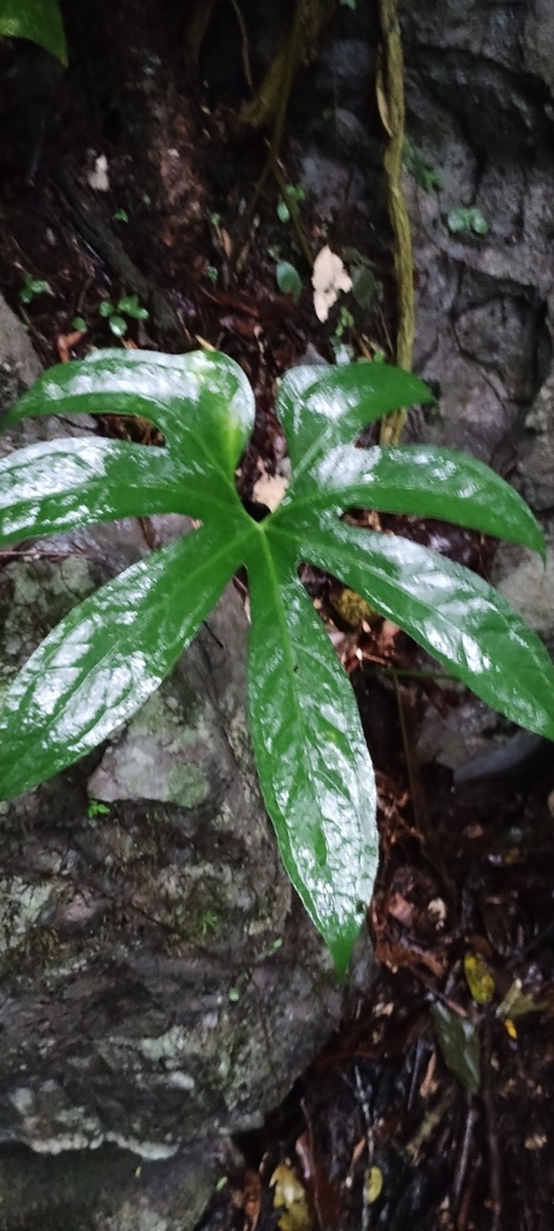 Anthurium pedatoradiatum photo 6