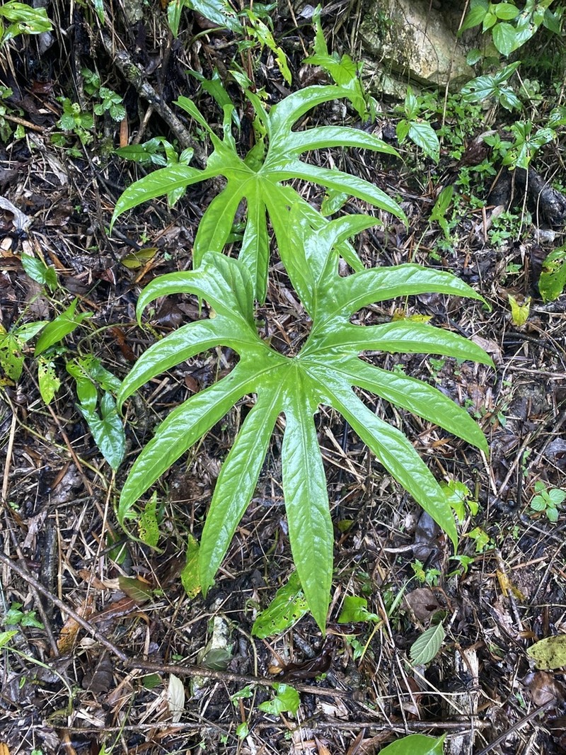 Anthurium pedatoradiatum photo 7