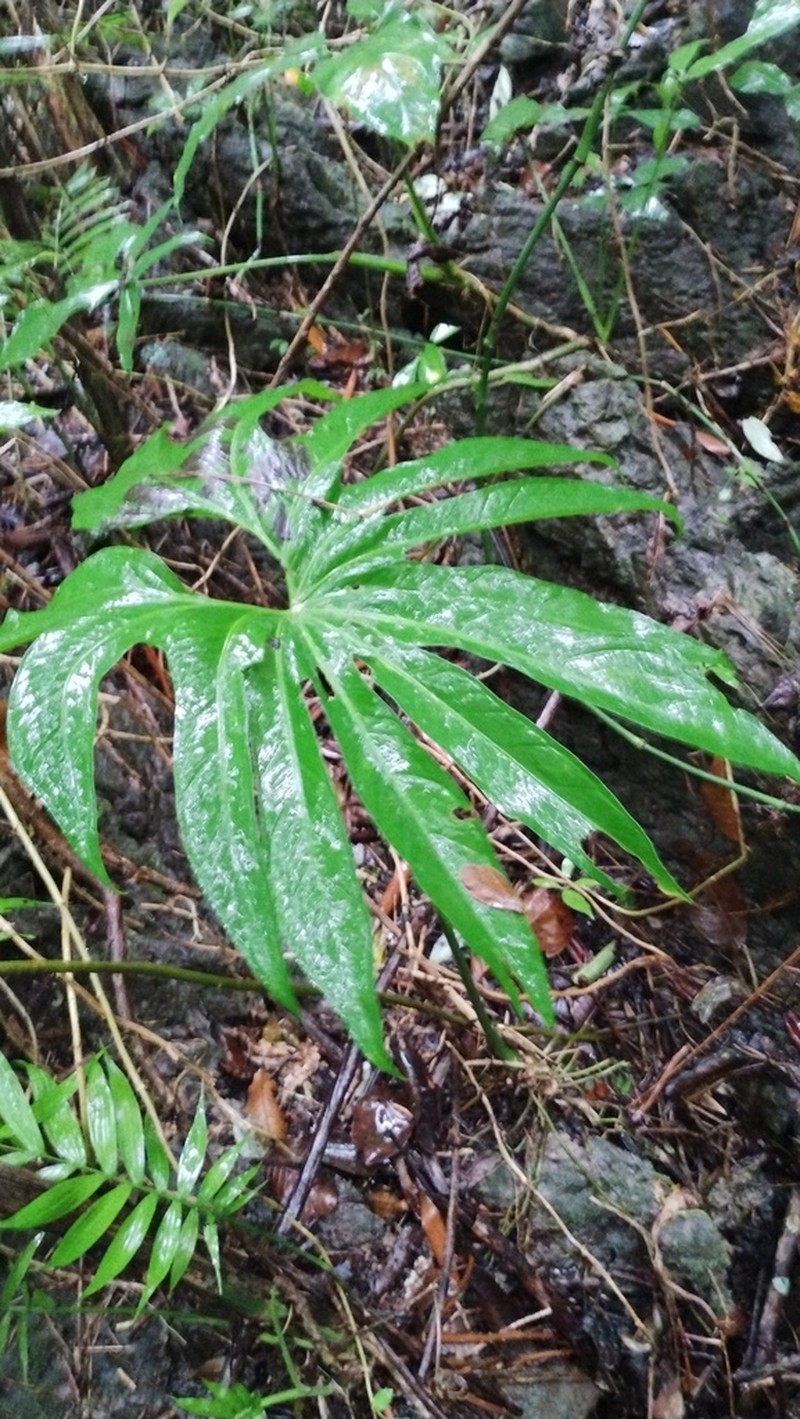 Anthurium pedatoradiatum photo 8