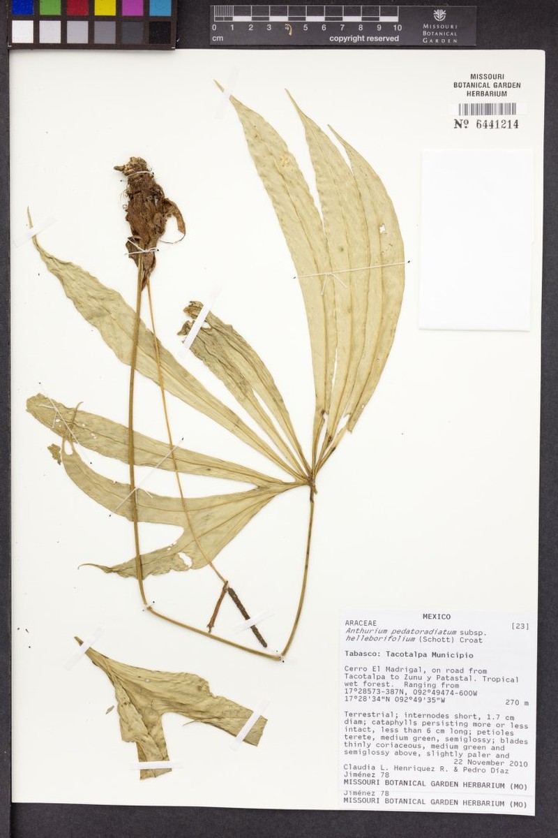 Anthurium pedatoradiatum subsp. helleborifolium